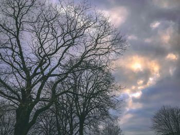 Low angle view of bare tree against sky