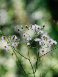 Close-up of white flowering plant on field