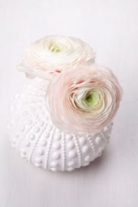 Close-up of white rose