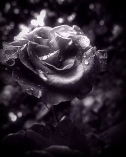 Close-up of water drops on rose