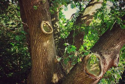 Tree trunks in forest