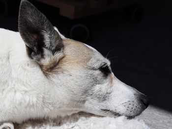 Close-up of dog lying down