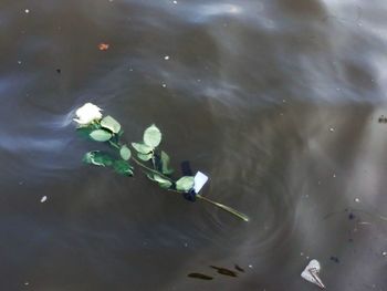 High angle view of lotus floating on lake