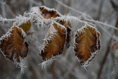 Close-up of frozen dry leaves