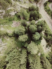 High angle view of plants