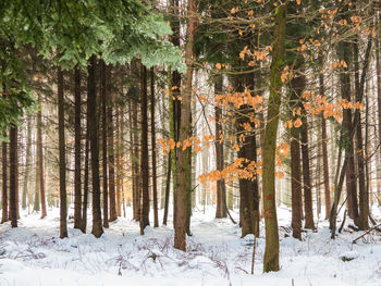 Trees on snow covered field in forest