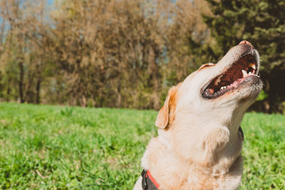 Close-up of a dog looking away