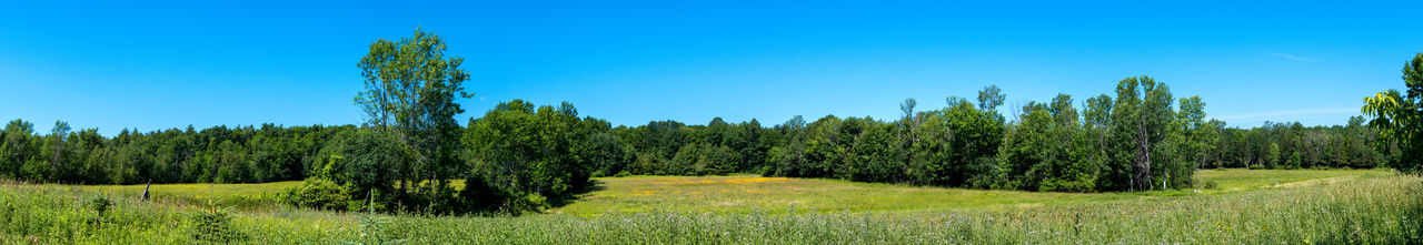 Trees on field against clear blue sky