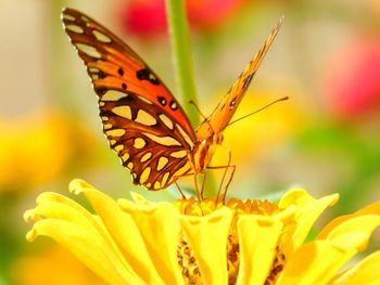 Close-up of butterfly on flower
