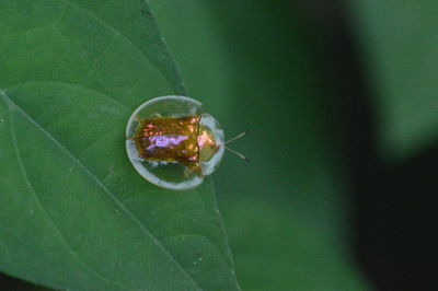 Close-up of insect on leaf