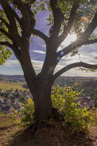 Trees on landscape against sky