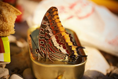 Close-up of butterfly