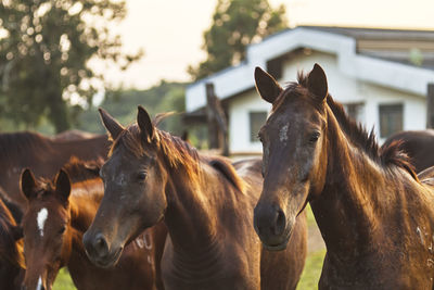 Horses in ranch