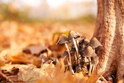 Close-up of mushroom growing on field