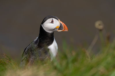 Single puffin portrait close up seabird showing black, white and orange marking, feathers and beak