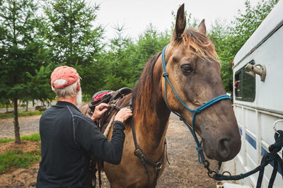 Close-up of horses on grass