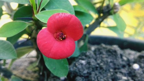 Close-up of pink flowers