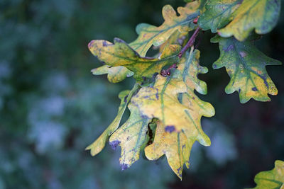 Close-up of maple leaves on branch