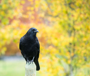 Close-up of bird perching outdoors