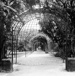 Trees in park