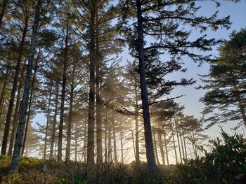 Low angle view of trees in forest against sky