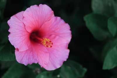 Close-up of hibiscus flower