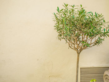 Close-up of plant against wall