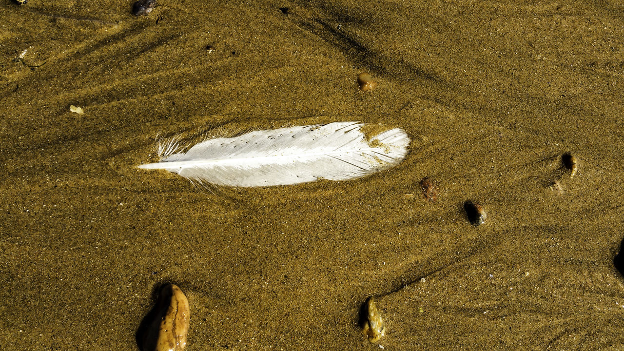 sand, beach, high angle view, footprint, shore, textured, asphalt, close-up, nature, directly above, day, wet, ground, no people, outdoors, white color, pebble, stone - object, seashell, tranquility