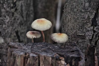 Close-up of mushrooms growing on tree trunk