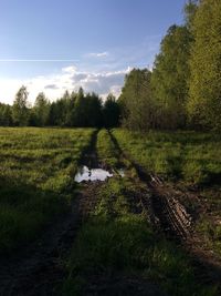 Trees on field against sky