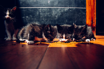 Cat relaxing on floor