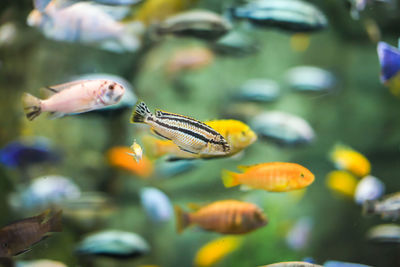 Close-up of fish swimming in sea