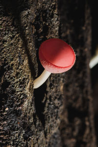 Close-up of heart shape on tree trunk against wall