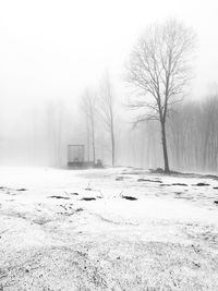 Bare trees on snow covered landscape