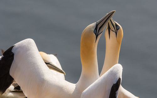 Close-up of swans against calm lake