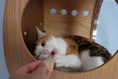 Close-up of hand holding cat