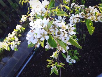 Close-up of white flowers blooming in park