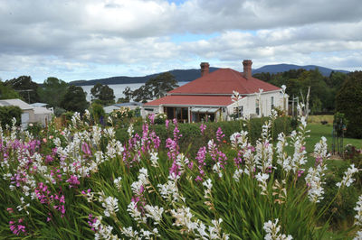 Flowers growing on field by building against sky