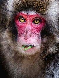 Close-up portrait of monkey 
