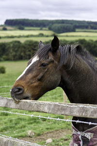 Close-up of a horse on field