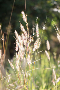 Close-up of stalks in field