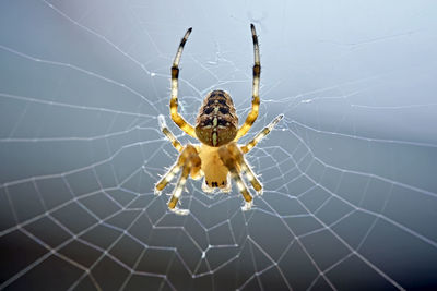 Close-up of spider on web