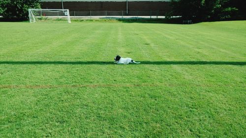 Dog finding shade in a soccer field