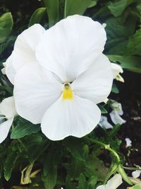 Close-up of white flower blooming outdoors