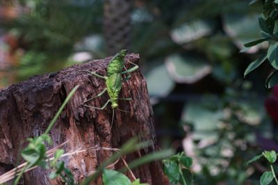 Close-up of lizard on plant