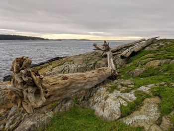 View of driftwood on land against sky