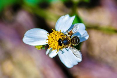 Close-up of bee on flower
