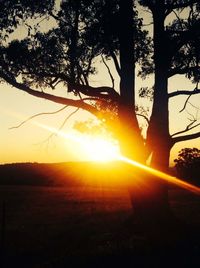 Sun shining through trees