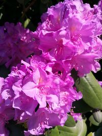 Close-up of pink flowers