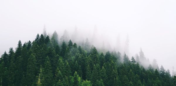 Panoramic view of forest against sky